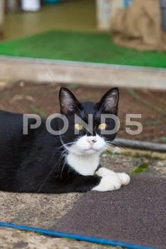 Stray Cat Stock Photos