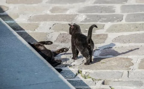 Stray cat Stock Photos