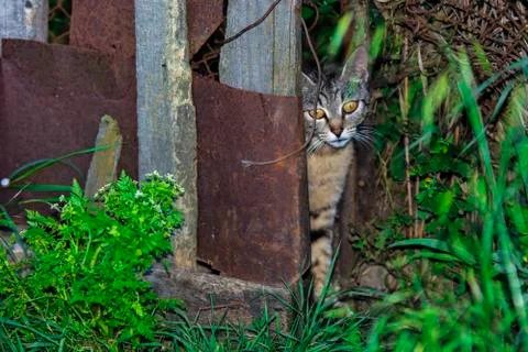 Stray cat Stock Photos