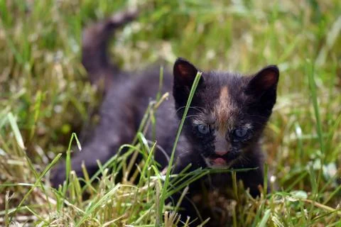 Stray cat Stock Photos