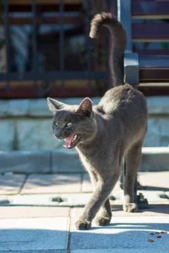 Stray cat Stock Photos