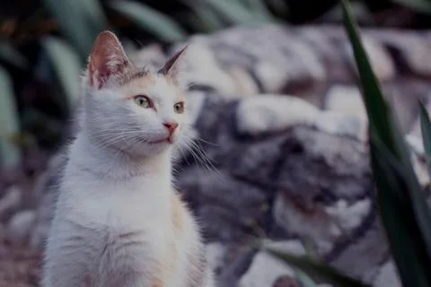 Stray cat Stock Photos