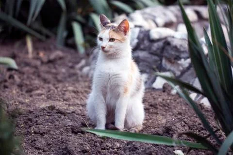 Stray cat Stock Photos