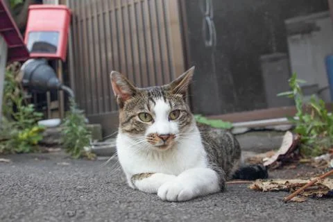 Stray Cat Stock Photos