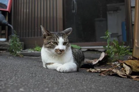 Stray Cat Stock Photos