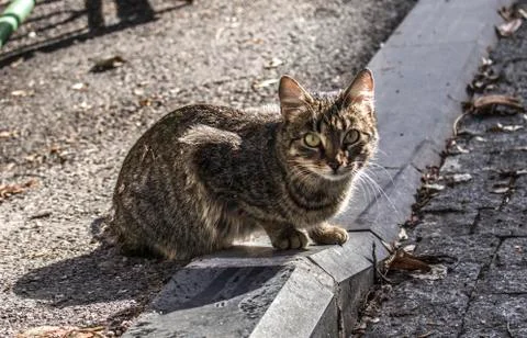 Stray cat 스톡 사진