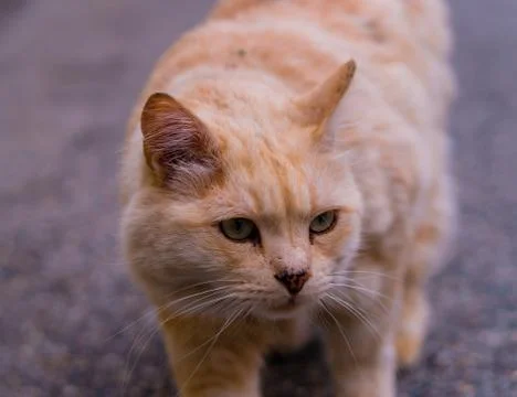 Stray cat Stock-Fotos