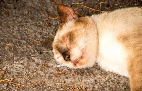 Stray Cat Stock Photos