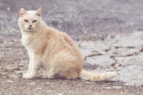 Stray cat Stock Photos