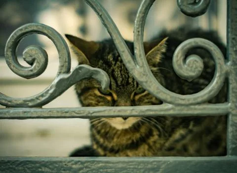 Stray cat Stock Photos