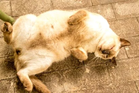 Stray Cat Foto stock