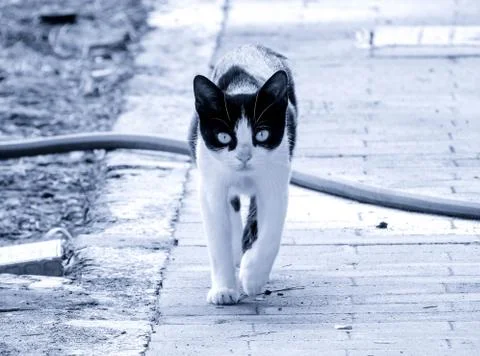 Stray Cat Stock Photos