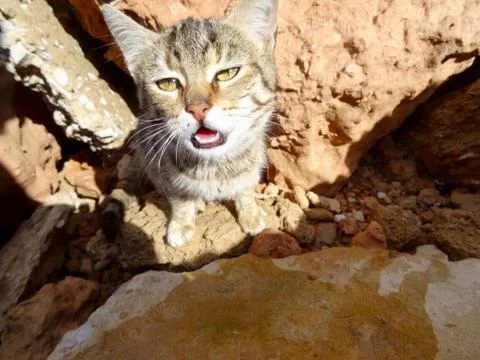 Stray cat 库存照片