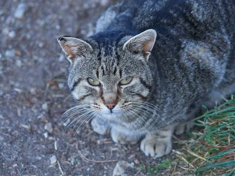 Stray cat Stock Photos