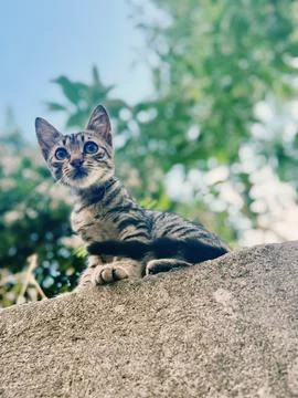 Stray cat Stock Photos