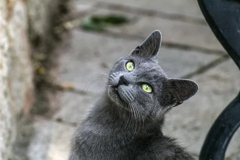 Stray cat Stock Photos