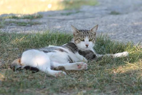 Stray cat Photos
