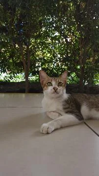 Stray cat Stock Photos