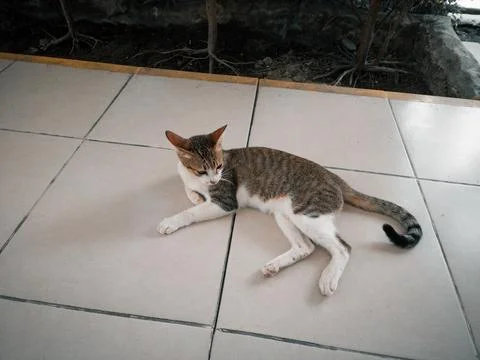 Stray cat 写真素材