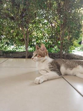 Stray cat Stock Photos