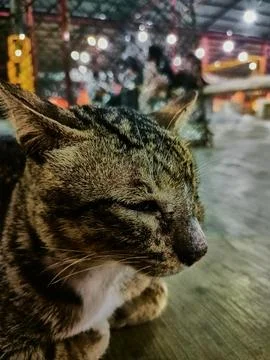 Stray cat Stock Photos