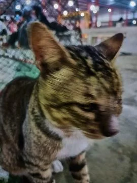 Stray cat Stock Photos