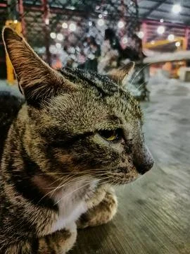 Stray cat Stock Photos