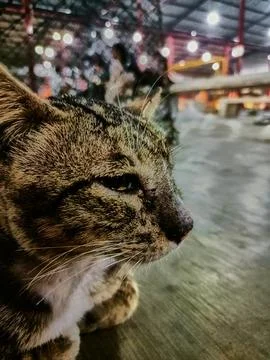 Stray cat Foto stock