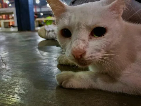 Stray cat Foto stock