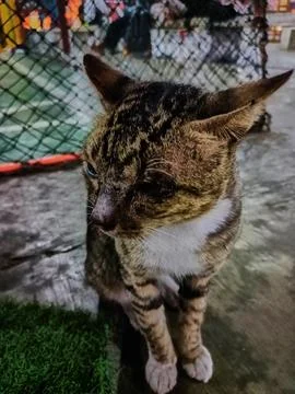 Stray cat Stock Photos
