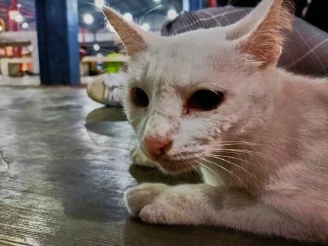 Stray cat Stock Photos