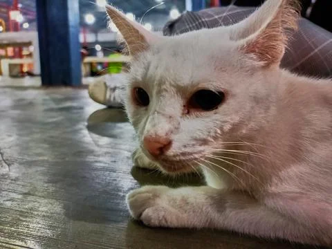 Stray cat Stock Photos