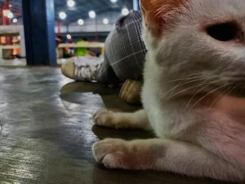 Stray cat Stock Photos