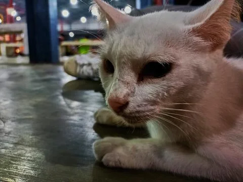 Stray cat Stock Photos