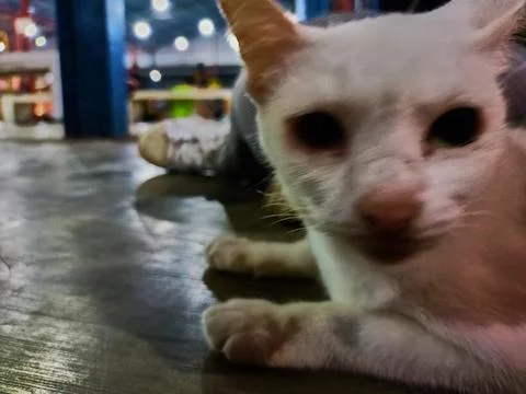 Stray cat Stock Photos