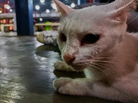 Stray cat Stock Photos