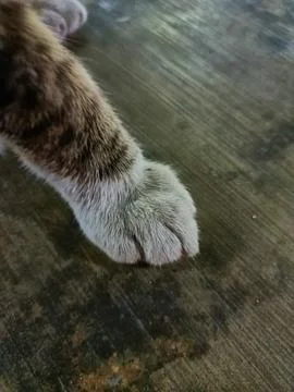 Stray cat Stock Photos