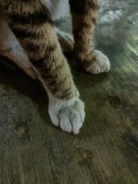 Stray cat Stock Photos