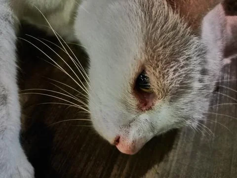 Stray cat Foto stock