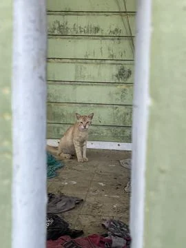 Stray cat Stock Photos