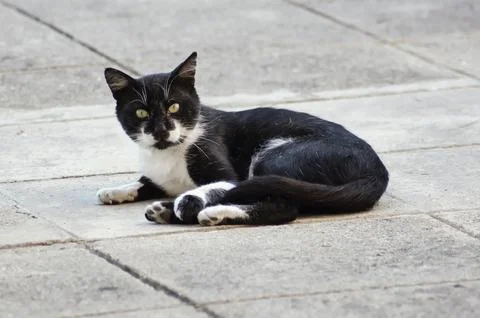 Stray Cat Stock Photos