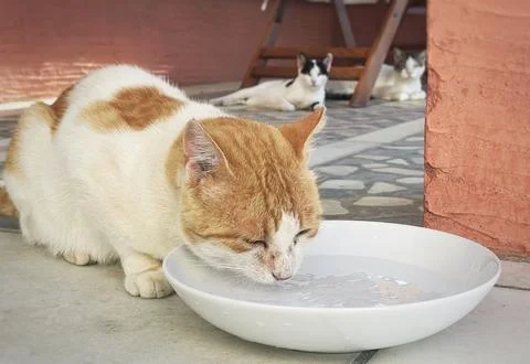 Stray cat Stock Photos