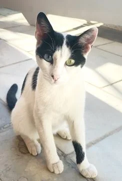 Stray cat Stock Photos