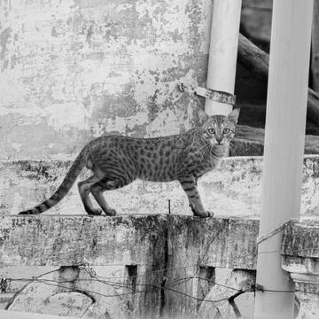 Stray cat Stockfoto's