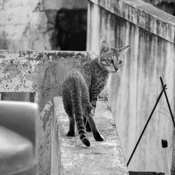 Stray cat Stockfoto's