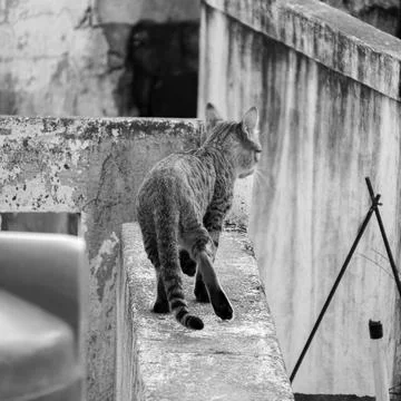 A stray cat Stockfoto's