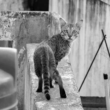 Stray cat Stockfoto's