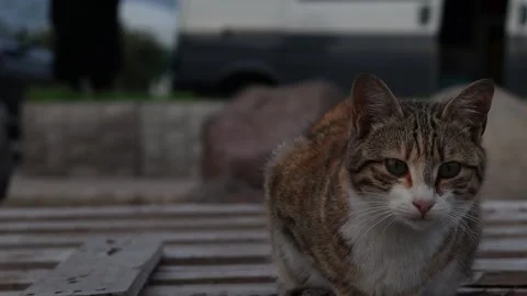 Stray Cat on the Pier (50 fps) Stock Footage 235911403