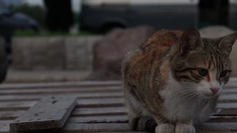 Stray Cat on the Pier (Slowmotion) Stock Footage 235911572