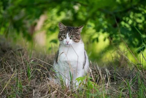 Stray cat portrait Stock-Fotos